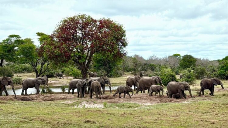 Tembe Elephant Park to Host Vanishing Giants of Africa Workshop - TRAVELINDEX